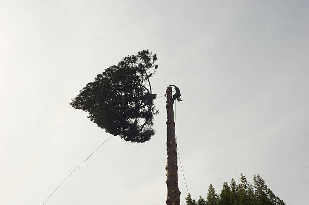 tree services blue mountains